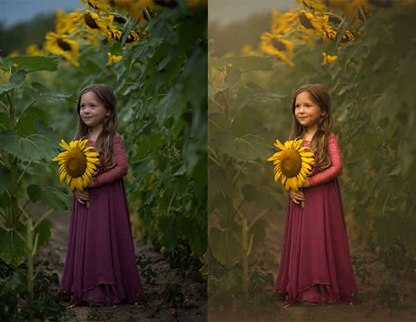 Golden as a Sunflower